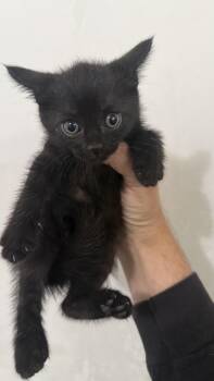 Onyx -  Domestic Short Hair Cat for Adoption in Los Angeles, California - Onyx | PetCurious