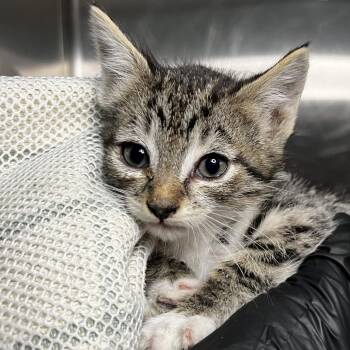 Jazmin -  Domestic Short Hair Cat for Adoption in Palm Springs, California - Jazmin | PetCurious