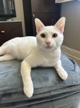 Rescue Domestic Short Hair Cats for Adoption in Austin, Texas - Sir Wellington | PetCurious
