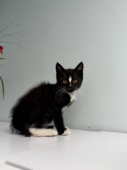 Gerald -  Domestic Short Hair Cat for Adoption in Syosset, New York - Gerald | PetCurious