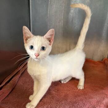 Baihu -  Domestic Short Hair Cat for Adoption in Pasadena, California - Baihu | PetCurious