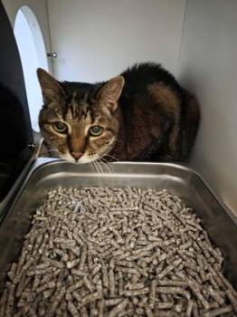 Domestic Short Hair Cats Available for Adoption in Fairfax, Virginia - Figgy Pudding | PetCurious