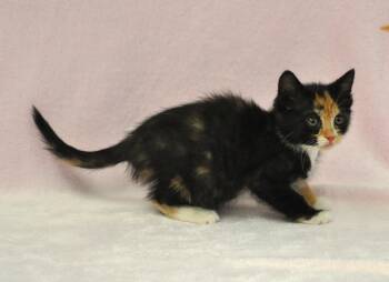 Aphrodite -  Domestic Medium Hair and Calico Cat Available for Adoption in Union Gap, Washington - Aphrodite | PetCurious