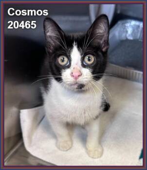 COSMOS -  Domestic Short Hair Cat for Adoption in Marietta, Georgia - COSMOS | PetCurious