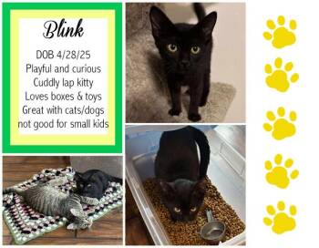 Rescue Domestic Short Hair Cats for Adoption in Longview, Texas - Blink | PetCurious