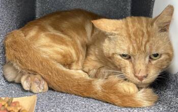 Rescue Domestic Short Hair Cats for Adoption in Salisbury, North Carolina - CHARLIE | PetCurious