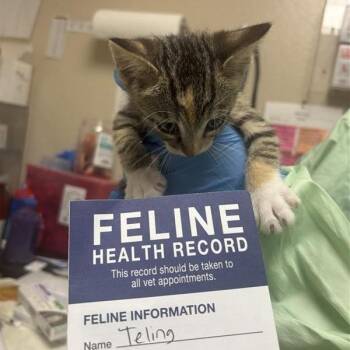 Teling -  Domestic Short Hair Cat for Adoption in Tempe, Arizona - Teling | PetCurious