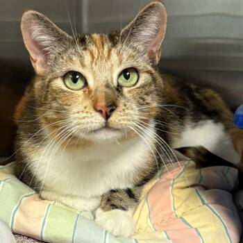 Paris -  Domestic Short Hair Cat for Adoption in East Hanover, New Jersey - Paris | PetCurious