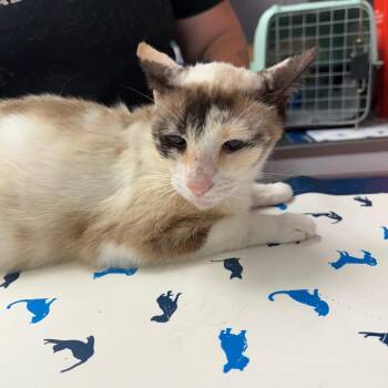 Cat -  Domestic Short Hair and Siamese Cat Available for Adoption in Port Richey, Florida - Cat | PetCurious