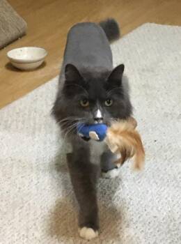 Rescue Maine Coon Cats for Adoption in Anchorage, Alaska - Snow | PetCurious