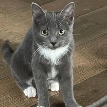Terry -  Domestic Short Hair Cat for Adoption in Bellmawr, New Jersey - Terry | PetCurious
