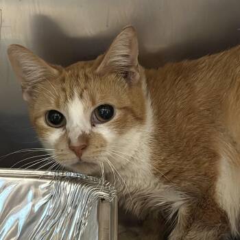 Termite -  Domestic Short Hair Cat for Adoption in Matteson, Illinois - Termite | PetCurious