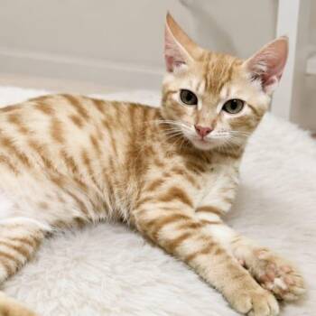Micho -  Domestic Short Hair Cat for Adoption in Brampton, Ontario - Micho | PetCurious