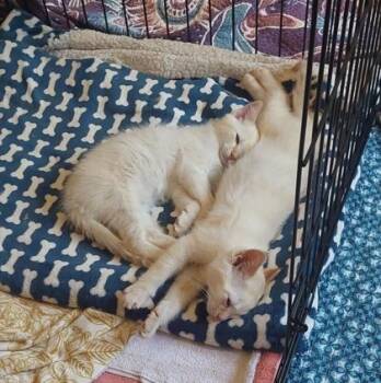 Othello -  Domestic Medium Hair and Domestic Short Hair Cat for Adoption in Divide, Colorado - Othello | PetCurious