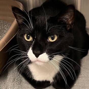 Rescue Domestic Short Hair Cats for Adoption in Yankton, South Dakota - Oreo | PetCurious