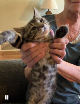 Rescue Domestic Short Hair Cats for Adoption in Beattie, Kansas - “C” | PetCurious