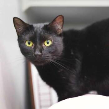 Ivy -  Domestic Short Hair Cat Available for Adoption in Atlanta, Georgia - Ivy | PetCurious