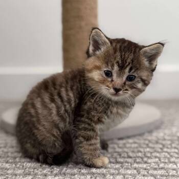 Rescue Domestic Short Hair Cats for Adoption in Nampa, Idaho - Ruth | PetCurious