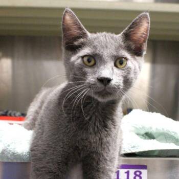 Shoelace Bandit -  Domestic Short Hair Cat for Adoption in Des Moines, Iowa - Shoelace Bandit | PetCurious
