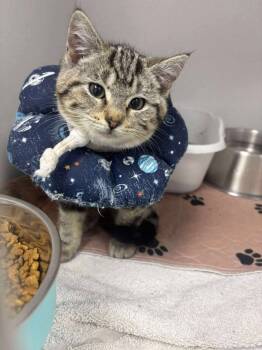 Rescue Domestic Short Hair Cats for Adoption in Van Wert, Ohio - Benadryl | PetCurious