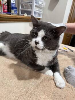 Domestic Long Hair Cats Available for Adoption - Asher | PetCurious