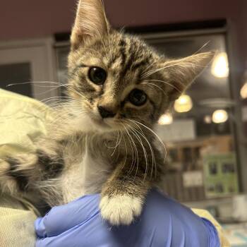 Velma -  Domestic Short Hair Cat for Adoption in Salt Lake City, Utah - Velma | PetCurious