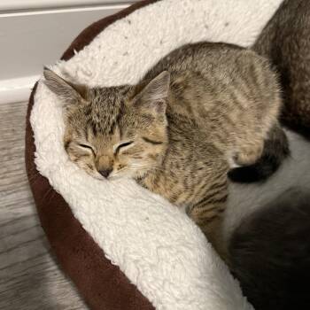 Soundwave -  Domestic Short Hair Cat for Adoption in Warrington, Pennsylvania - Soundwave | PetCurious