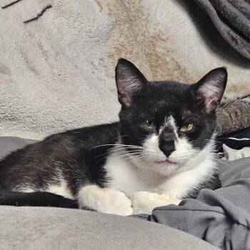 Squidward -  Domestic Short Hair Cat for Adoption in Rochester, Minnesota - Squidward | PetCurious