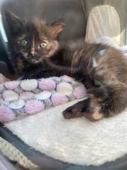 Rescue Domestic Short Hair Cats for Adoption in Lawrenceville, Illinois - Flare | PetCurious