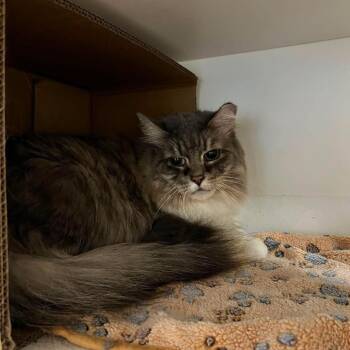 Princess -  Domestic Long Hair Cat for Adoption in New York, New York - Princess | PetCurious