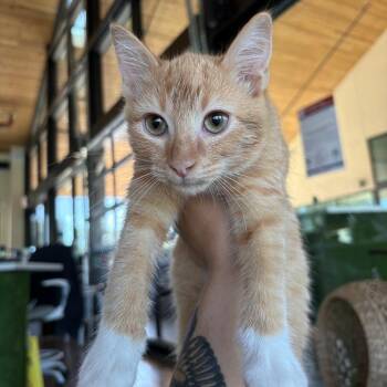 Sgt. Pepper -  Domestic Short Hair Cat for Adoption in Leander, Texas - Sgt. Pepper | PetCurious