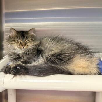 Scarlett -  Domestic Short Hair Cat for Adoption in Waynesburg, Pennsylvania - Scarlett | PetCurious