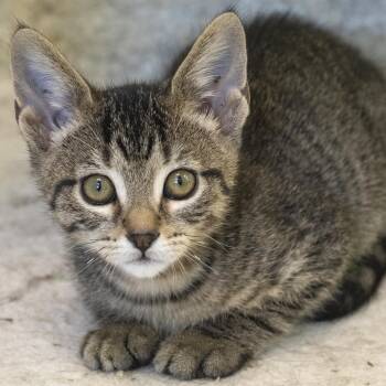 Tarzan -  Domestic Short Hair Cat for Adoption in Pontiac, Michigan - Tarzan | PetCurious