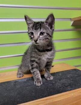 ANITA -  Domestic Short Hair Cat for Adoption in St. Peters, Missouri - ANITA | PetCurious