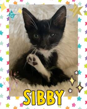 Sibby -  Tuxedo Cat for Adoption in Pasco, Washington - Sibby | PetCurious