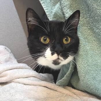 Coco -  Domestic Short Hair Cat for Adoption in Pittsburgh, Pennsylvania - Coco | PetCurious