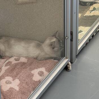 Grundgetta (26-3R-MOM) -  Domestic Short Hair Cat for Adoption in Rifle, Colorado - Grundgetta (26-3R-MOM) | PetCurious
