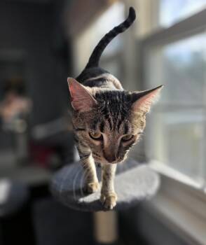 Squirt (Courtesy Listing) -  Domestic Short Hair and Tabby Cat Available for Adoption in Greensboro, North Carolina - Squirt (Courtesy Listing) | PetCurious