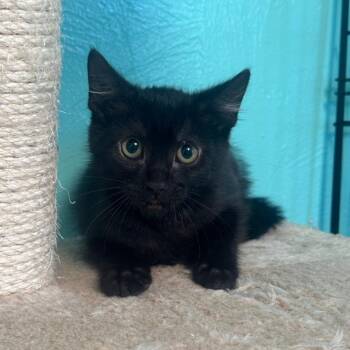 Tommy -  Domestic Short Hair Cat for Adoption in Tucson, Arizona - Tommy | PetCurious