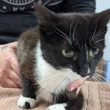 Domestic Short Hair Cats Available for Adoption in Canton, Illinois - Thelma | PetCurious