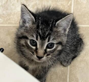 Tabasco -  Domestic Short Hair Cat for Adoption in Lafayette, Colorado - Tabasco | PetCurious