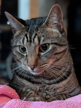 Domestic Short Hair Cats Available for Adoption in Monrovia, California - Brody | PetCurious