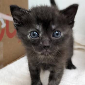 HEART -  Domestic Medium Hair Cat for Adoption in Camarillo, California - HEART | PetCurious