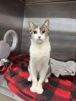 Bob -  Domestic Short Hair Cat for Adoption in Lafayette, Indiana - Bob | PetCurious