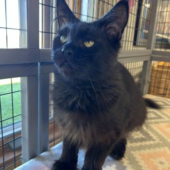 Licorice -  Maine Coon Cat for Adoption - Licorice | PetCurious