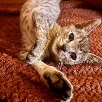 Newt -  Domestic Short Hair Cat for Adoption in York, Pennsylvania - Newt | PetCurious