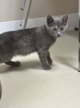 Rescue Dilute Tortoiseshell Cats for Adoption in Mattoon, Illinois - Wednesday (The Addams Family Litter) | PetCurious