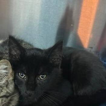 Spot -  Domestic Short Hair Cat for Adoption in Knoxville, Tennessee - Spot | PetCurious