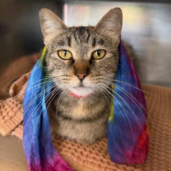 Robyn -  Domestic Short Hair Cat for Adoption in Chicago, Illinois - Robyn | PetCurious