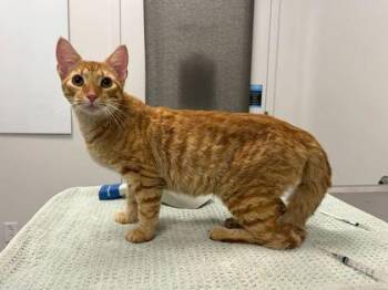 Dwight Schrute -  Domestic Short Hair Cat for Adoption in Kansas City, Missouri - Dwight Schrute | PetCurious